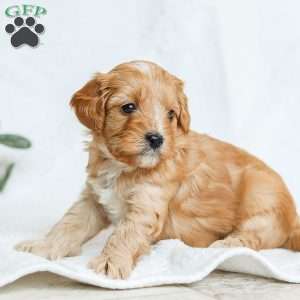 Millie F1b, Cavapoo Puppy